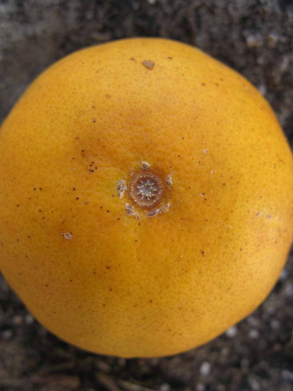            Fruit (Winter Haven, FL)   